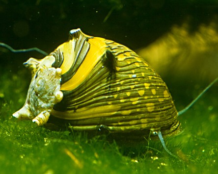 Do Aquarium Snails Really Clean a Planted Tank? A Myth-Busting Care Guide